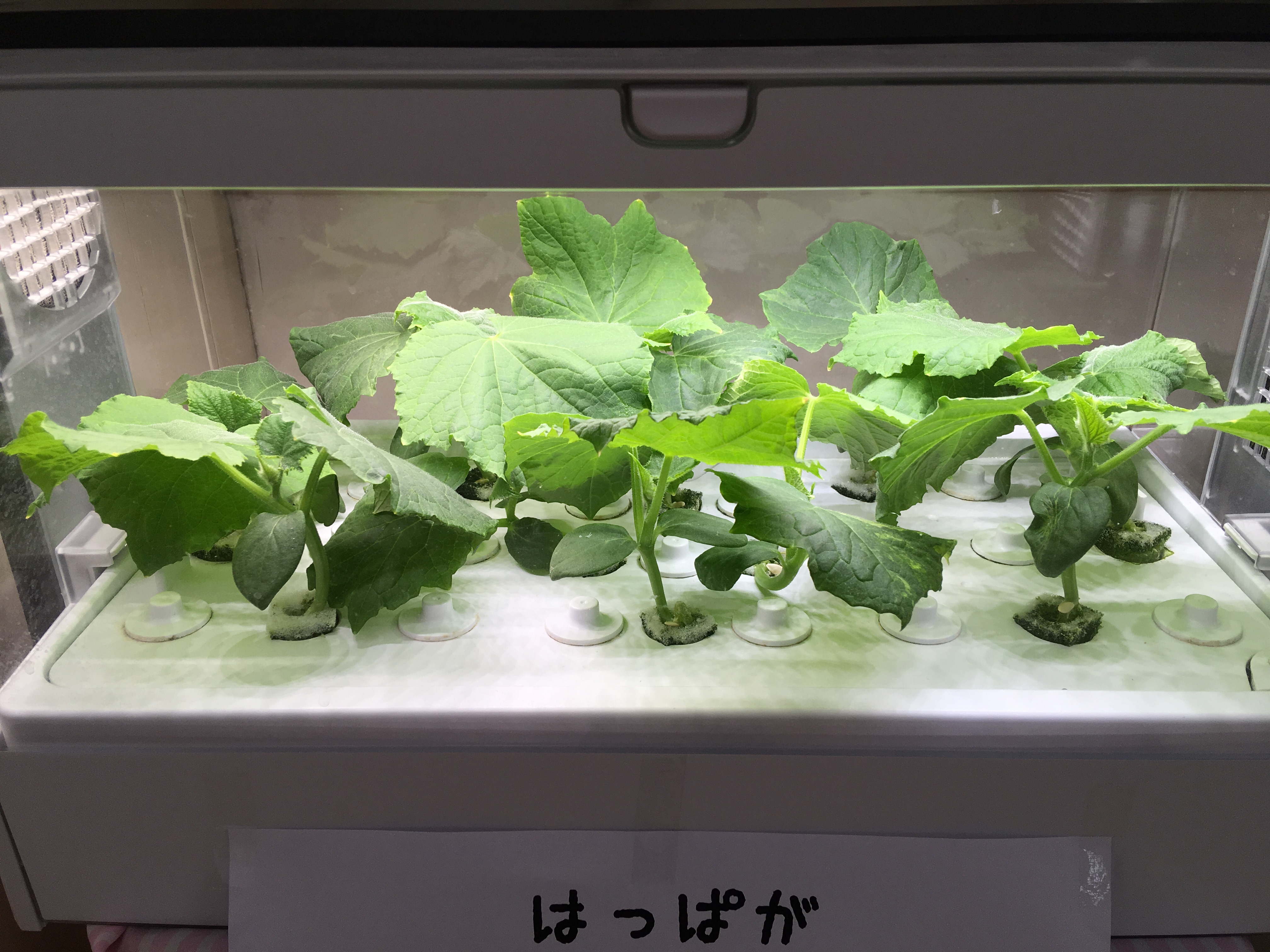 水耕栽培の野菜1