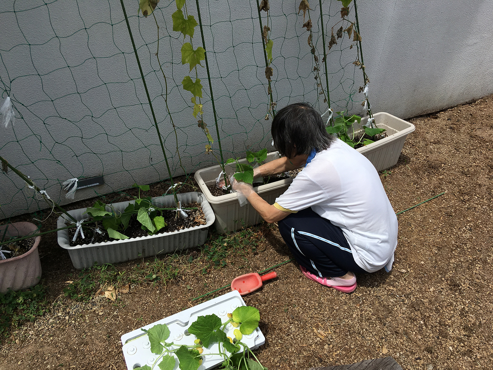 水耕栽培の野菜4